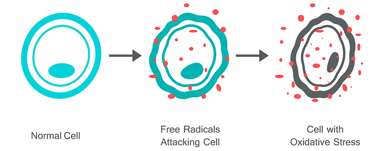 stress-ossidativo-grafico