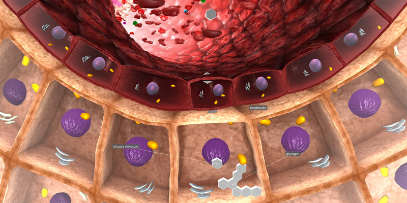 Il fegato e le sue cellule (epatociti)