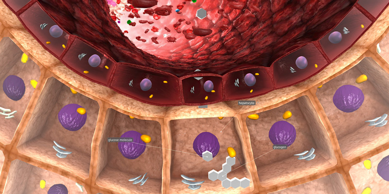 Liver and its cells (hepatocytes)