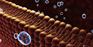 membrana-cellulare-analisi-lipidomica