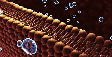 membrana-cellulare-analisi-lipidomica